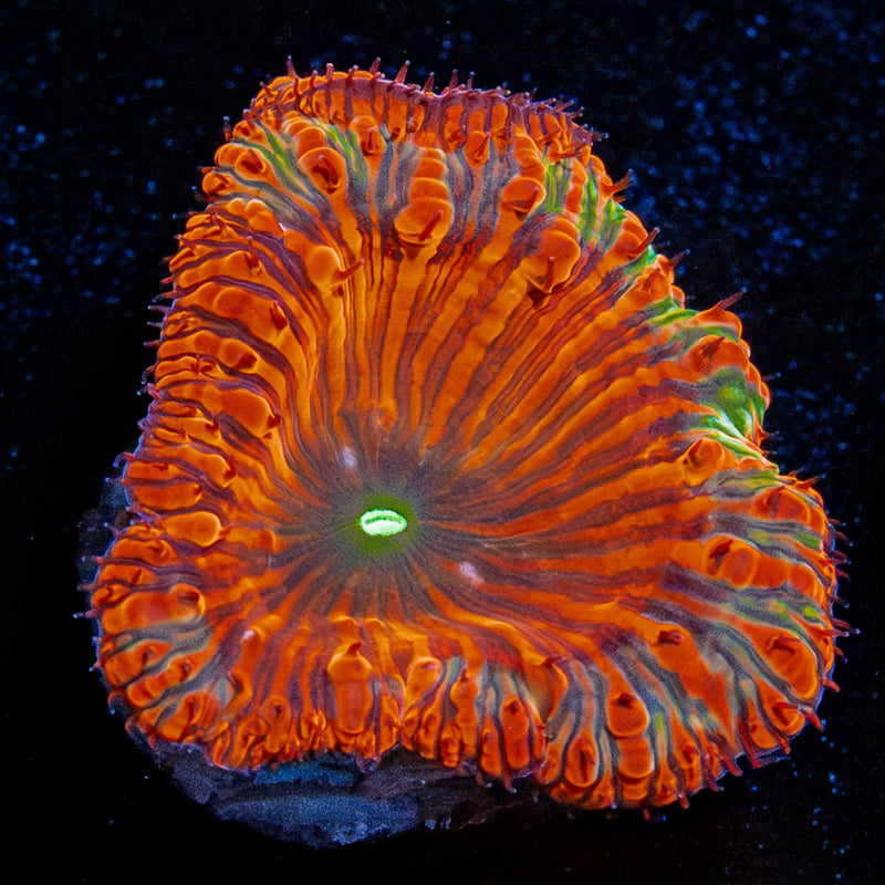 Red Rum Blastomussa
