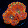 Red Rum Blastomussa - riptide aquaculture llc