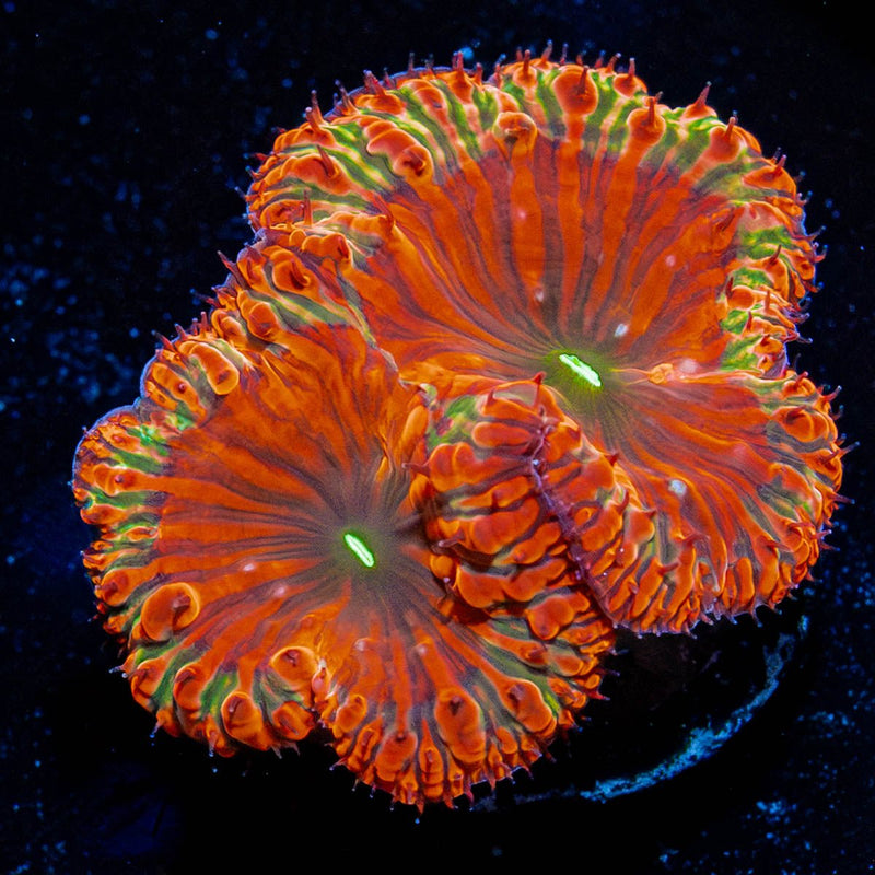 Red Rum Blastomussa