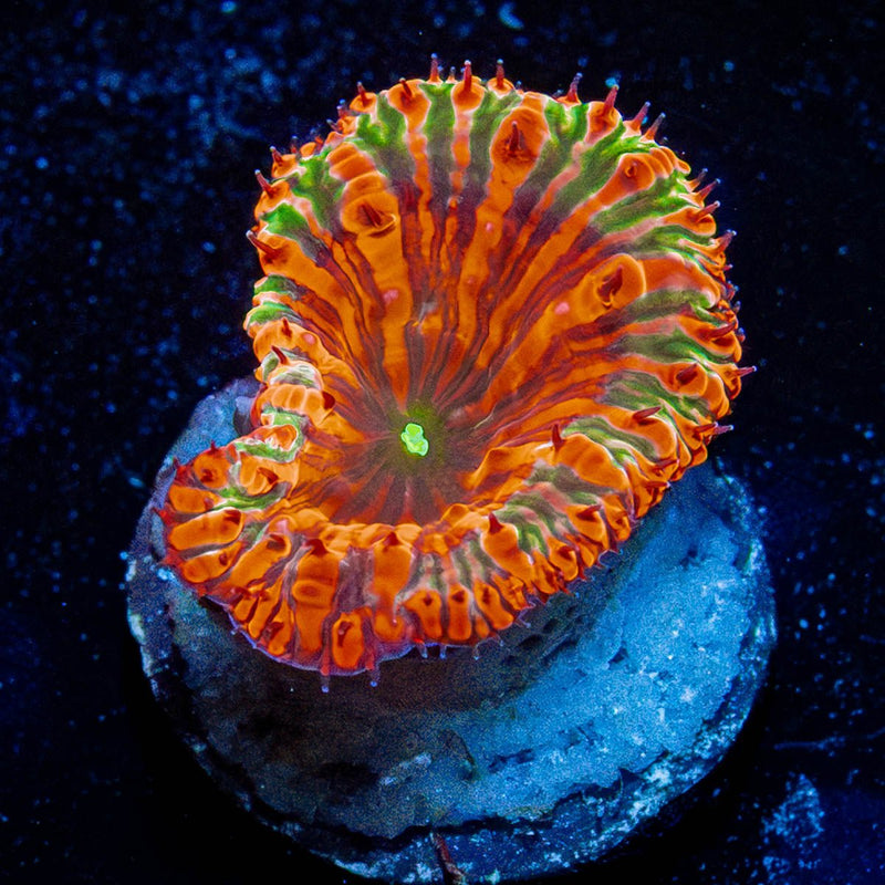 Red Rum Blastomussa