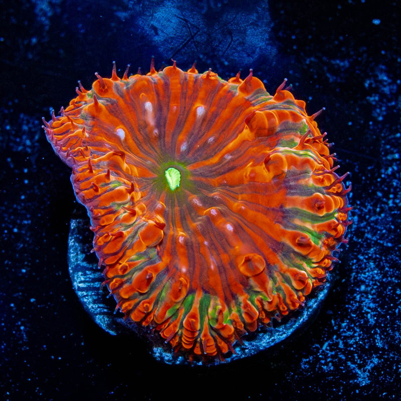 Red Rum Blastomussa