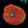 Red Rum Blastomussa - riptide aquaculture llc