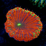 Red Rum Blastomussa - riptide aquaculture llc
