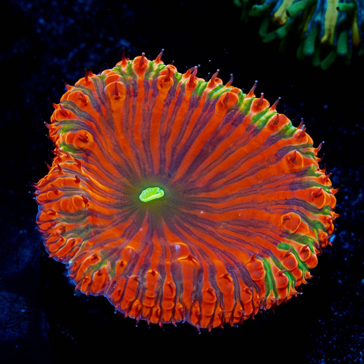 Red Rum Blastomussa - riptide aquaculture llc