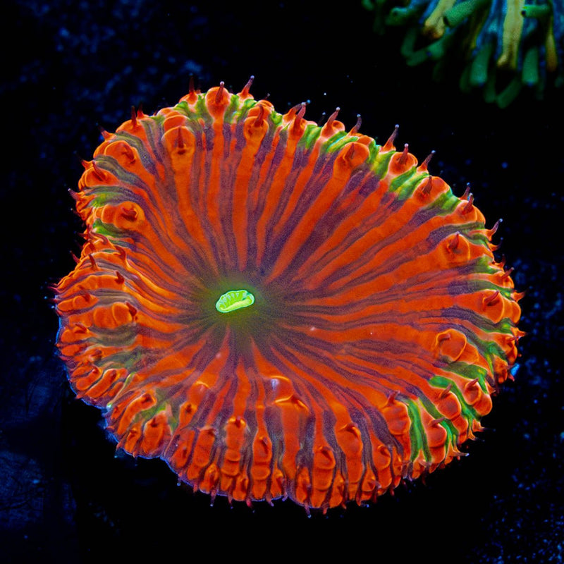 Red Rum Blastomussa