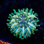 Baby Plate Coral - riptide aquaculture llc