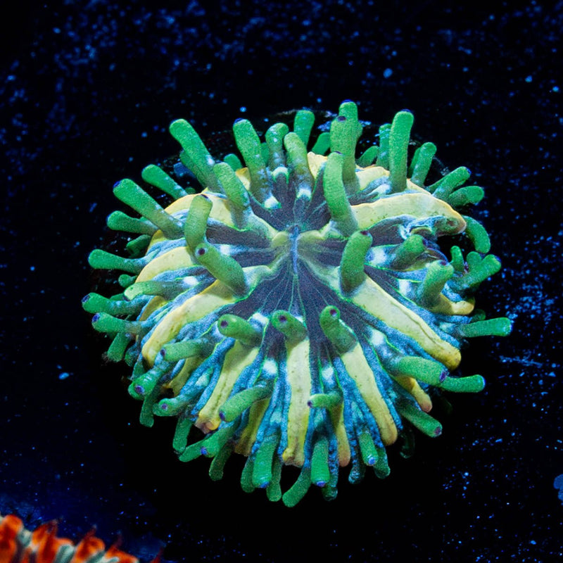 Baby Plate Coral