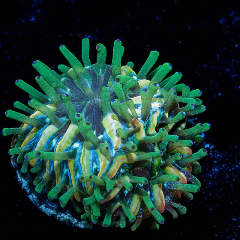 2 Baby Plate Coral