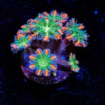 ARC Firework Cloves - riptide aquaculture llc