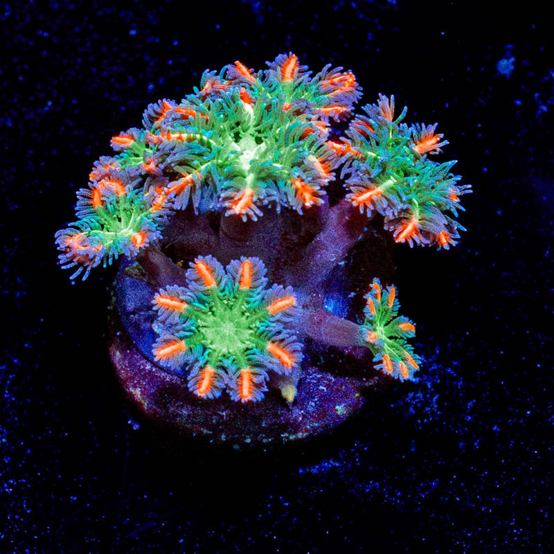 ARC Firework Cloves
