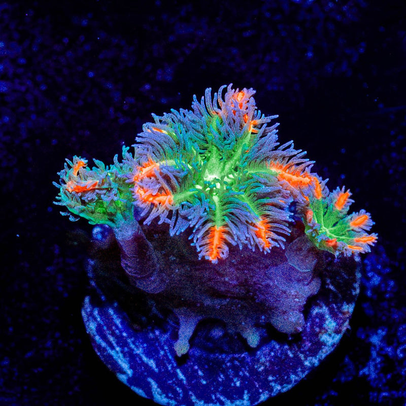 ARC Firework Cloves
