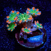 ARC Firework Cloves - riptide aquaculture llc