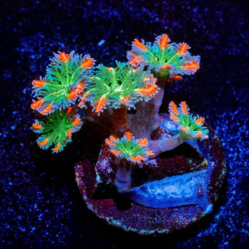 ARC Firework Cloves