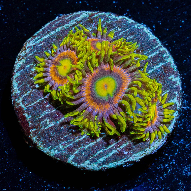 Kamikaze Zoanthid