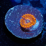 Utter Chaos Zoanthid - riptide aquaculture llc