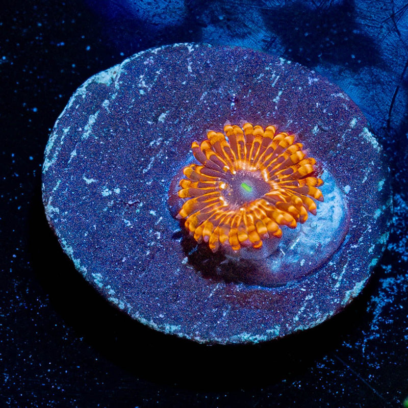 Utter Chaos Zoanthid