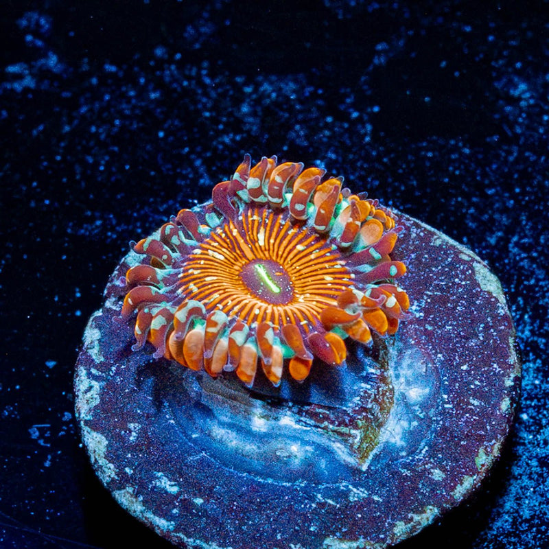 Seduction Zoanthid