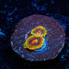 Jedi Mind Trick Zoanthid - riptide aquaculture llc