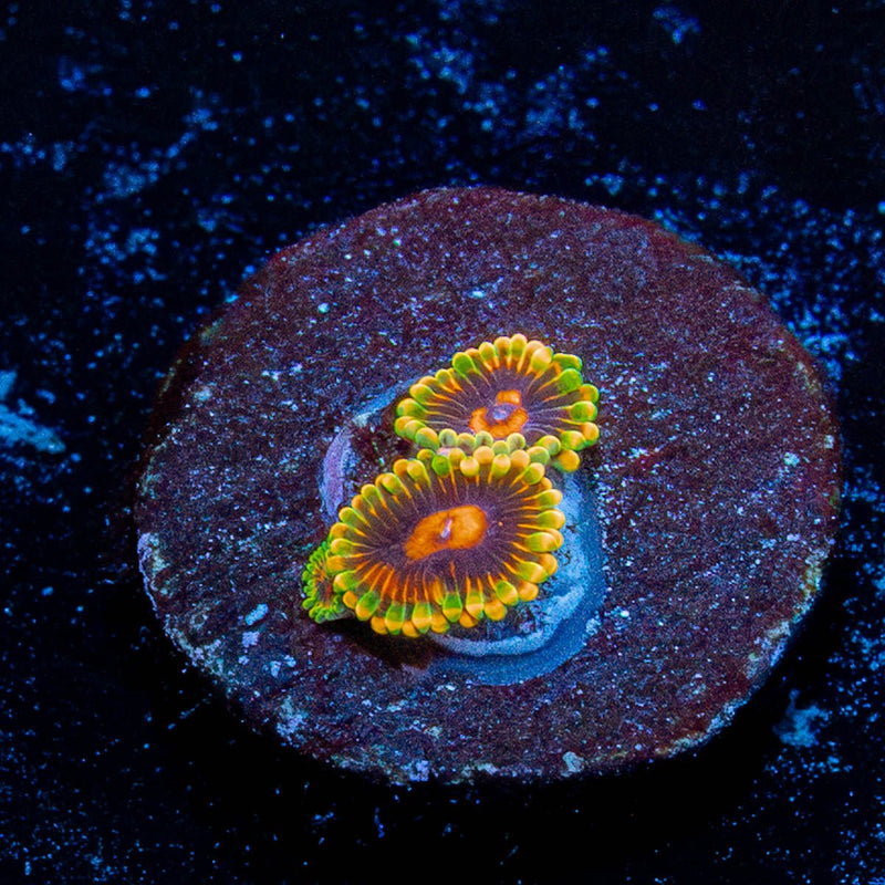 Jedi Mind Trick Zoanthid