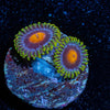 Blue Jay Zoanthid - riptide aquaculture llc