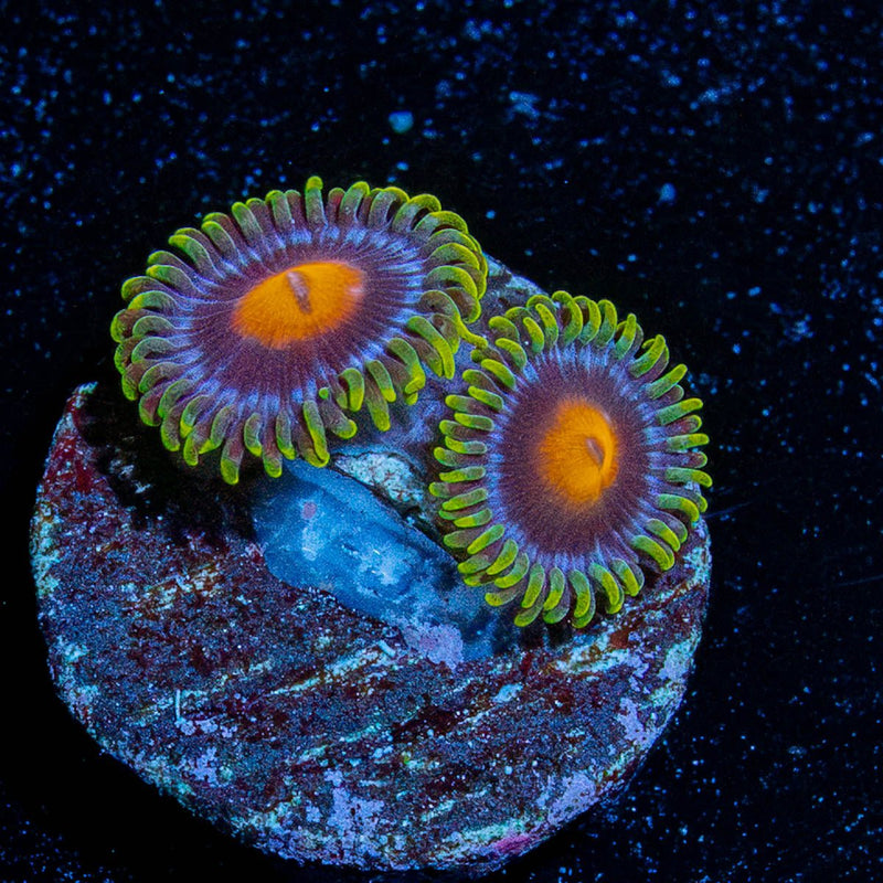Blue Jay Zoanthid