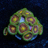 Laser Beams Zoanthid - riptide aquaculture llc