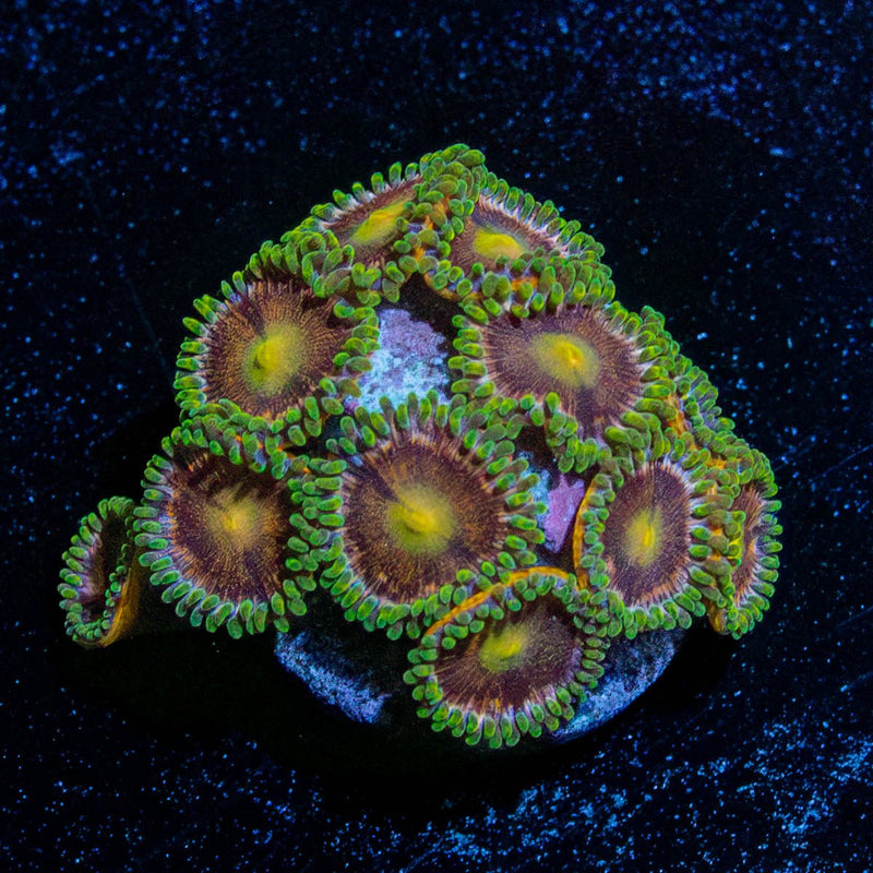 Laser Beams Zoanthid