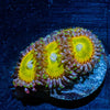 Tinker Bells Zoanthid - riptide aquaculture llc