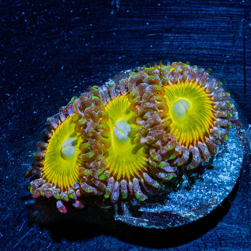 Tinker Bells Zoanthid