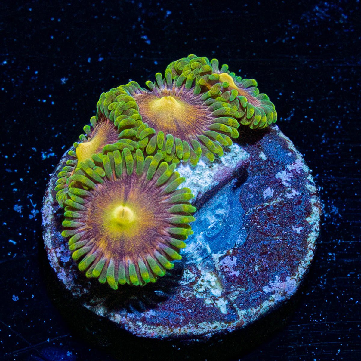 Laser Beams Zoanthid - riptide aquaculture llc