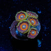Red Ring Zoanthid - riptide aquaculture llc