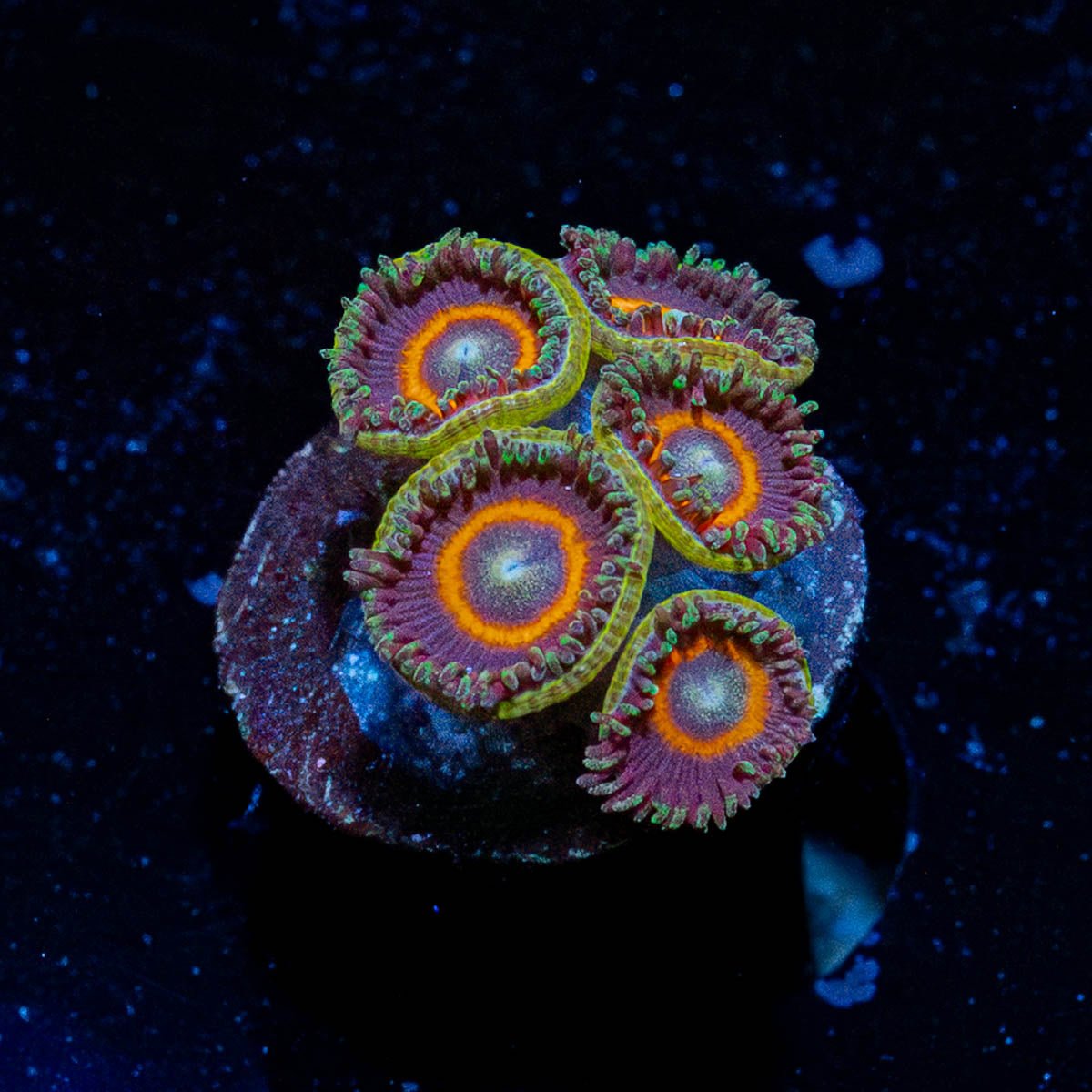 Red Ring Zoanthid - riptide aquaculture llc