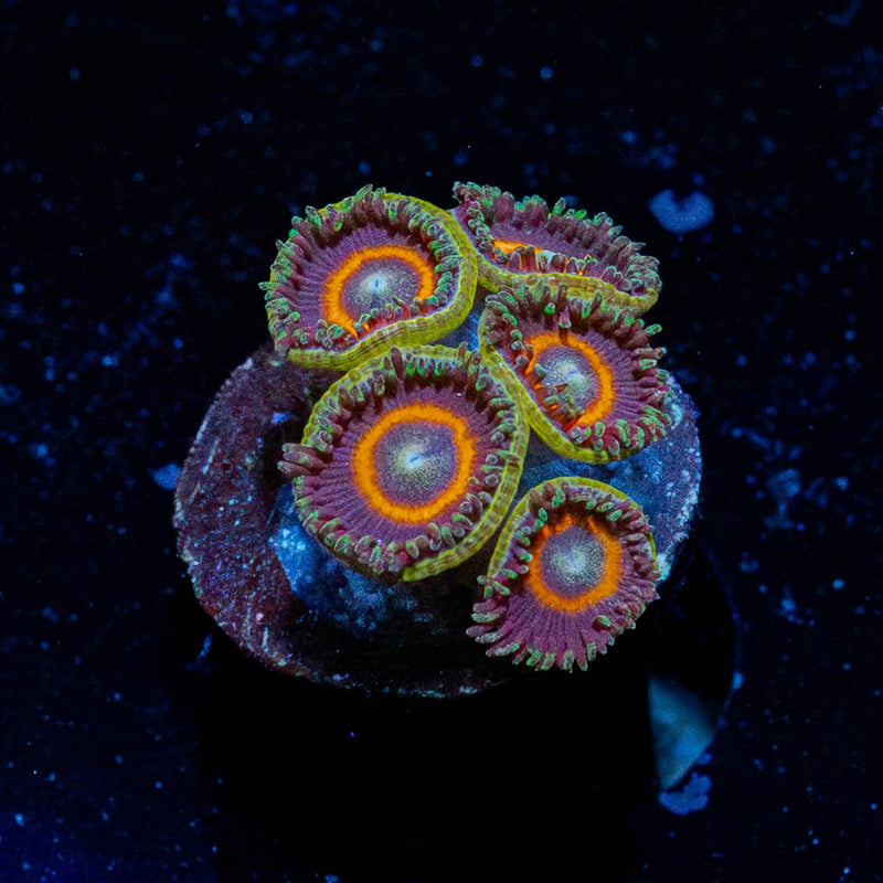 Red Ring Zoanthid