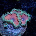Purple Death Paly - riptide aquaculture llc