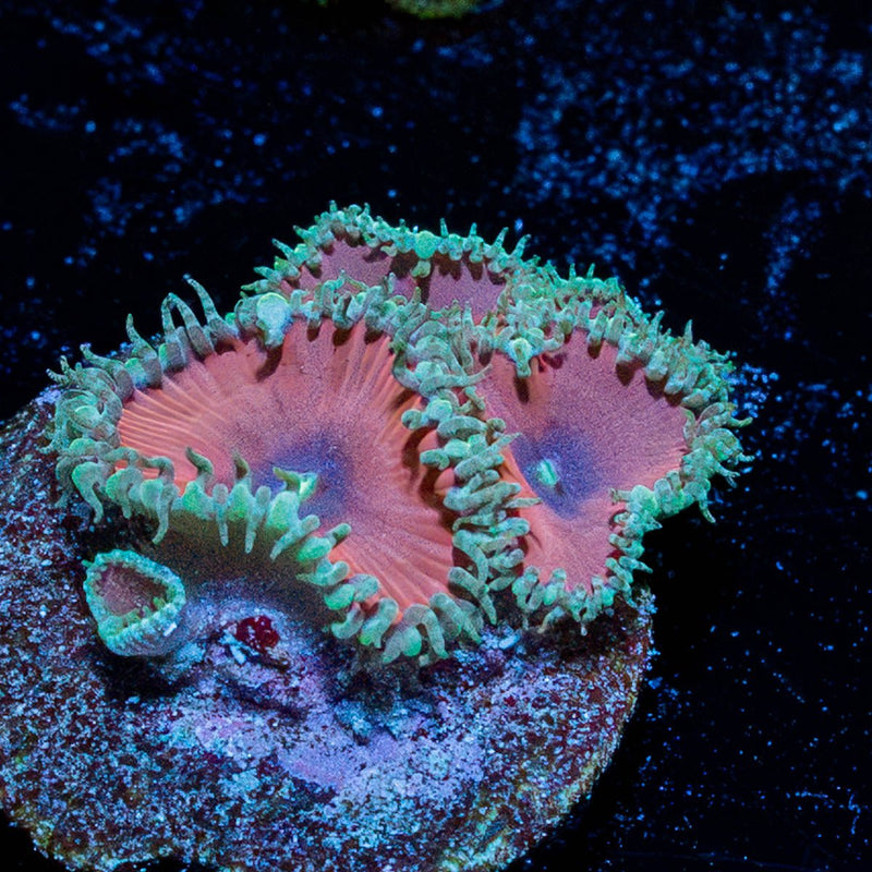 Purple Death Paly