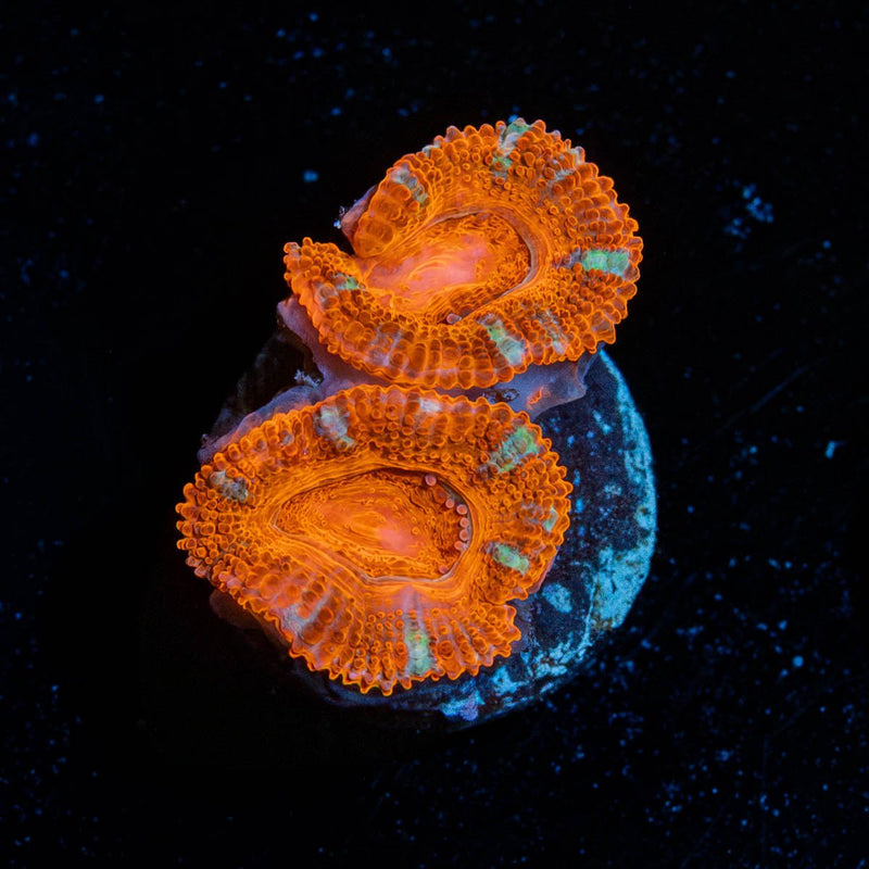 Red Acan / Micromussa