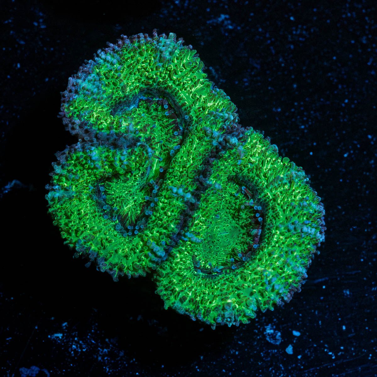 Green Acan / Micromussa - riptide aquaculture llc