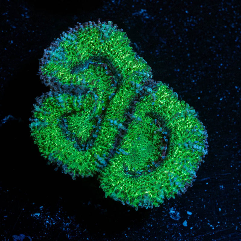 Green Acan / Micromussa