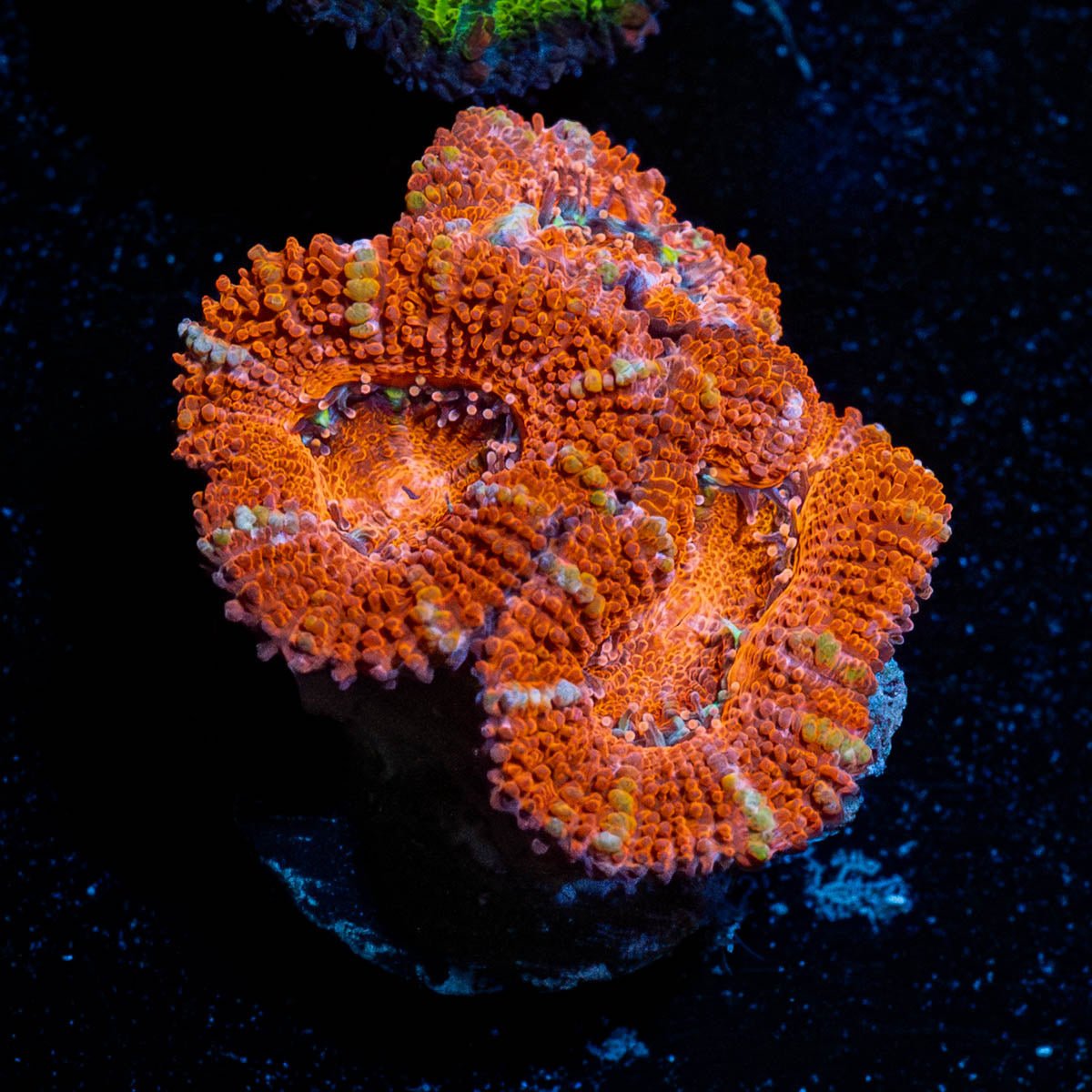 Red Acan / Micromussa - riptide aquaculture llc
