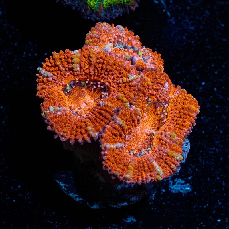 Red Acan / Micromussa