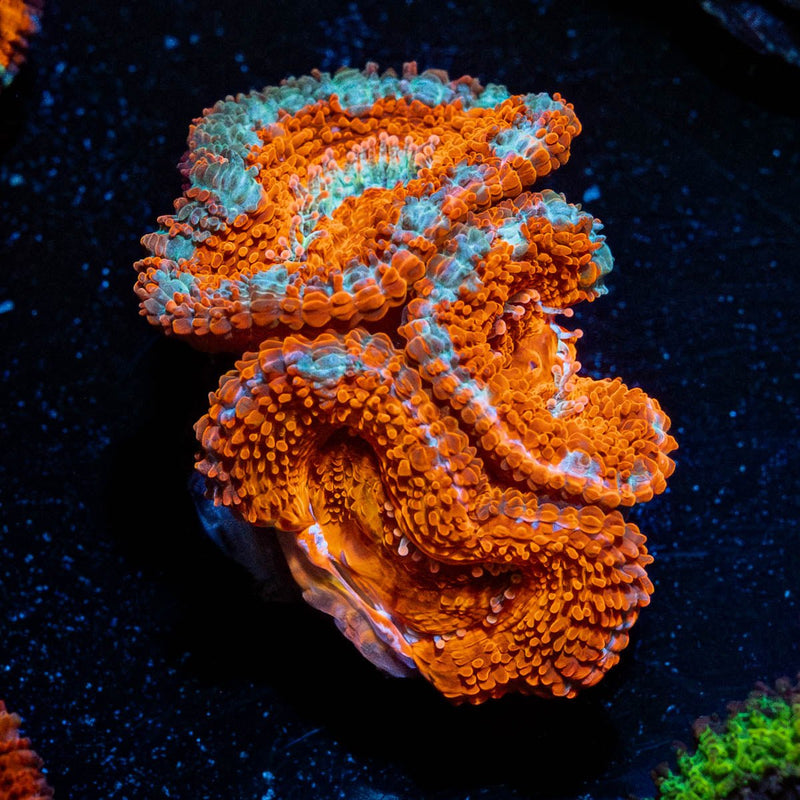 Red Acan / Micromussa