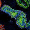 Green Acan / Micromussa - riptide aquaculture llc
