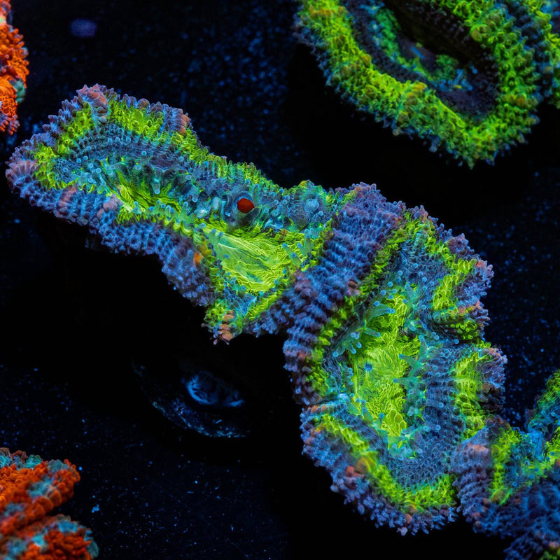 Green Acan / Micromussa