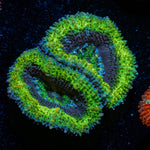 Green Acan / Micromussa - riptide aquaculture llc