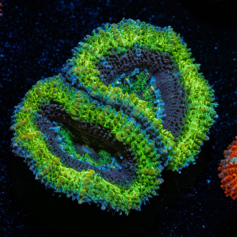 Green Acan / Micromussa