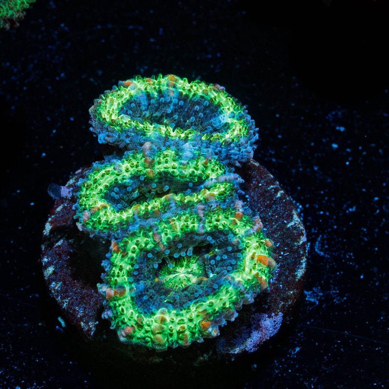 Green Acan / Micromussa