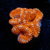 Red Acan / Micromussa - riptide aquaculture llc