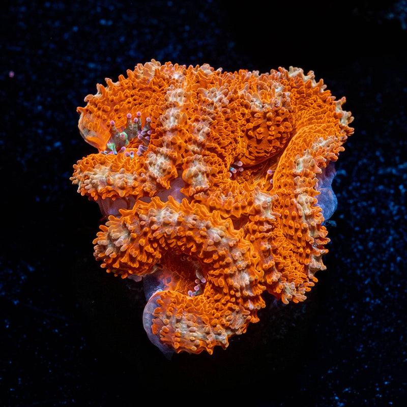 Red Acan / Micromussa