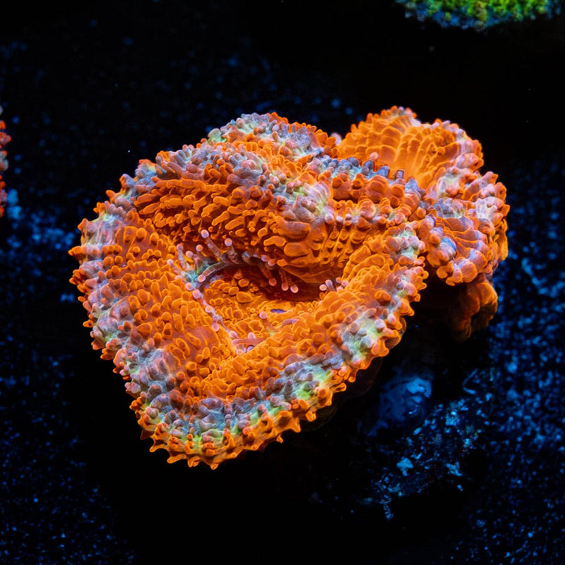 Red Acan / Micromussa