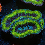 Green Acan / Micromussa - riptide aquaculture llc